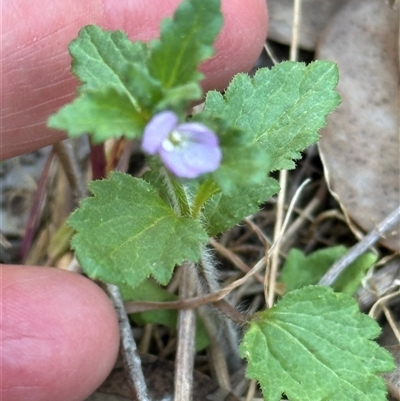 Veronica calycina (Hairy Speedwell) at Aranda, ACT - 2 Nov 2024 by lbradley