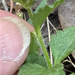 Veronica calycina at Aranda, ACT - 2 Nov 2024 05:58 PM