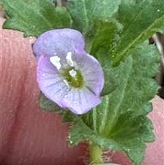 Veronica calycina at Aranda, ACT - 2 Nov 2024 05:58 PM