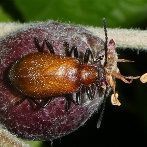 Ecnolagria grandis at Charleys Forest, NSW - 26 Oct 2024