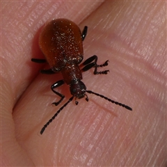 Ecnolagria grandis at Charleys Forest, NSW - 26 Oct 2024