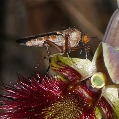 Unidentified True fly (Diptera) at Charleys Forest, NSW - 24 Oct 2024 by arjay