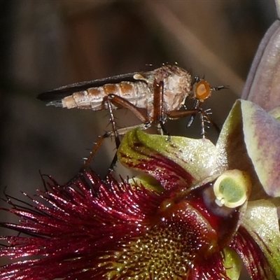 Unverified True fly (Diptera) by arjay