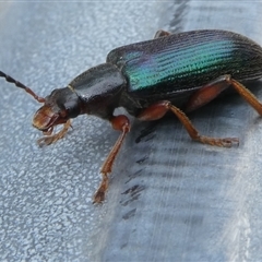 Lepturidea punctulaticollis (Red-legged comb-clawed beetle) at Charleys Forest, NSW - 23 Oct 2024 by arjay