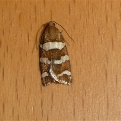 Subfurcatana subfurcatana (A Tortricid moth) at Charleys Forest, NSW - 22 Oct 2024 by arjay