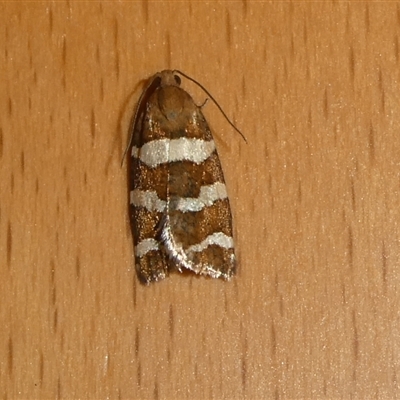 Subfurcatana subfurcatana (A Tortricid moth) at Charleys Forest, NSW - 22 Oct 2024 by arjay