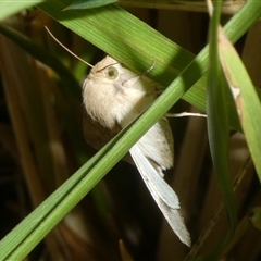 Helicoverpa (genus) at Charleys Forest, NSW - suppressed