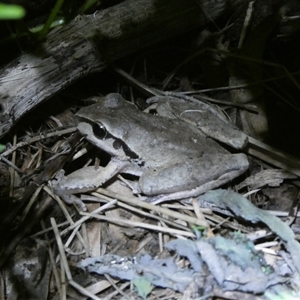 Litoria lesueuri at Charleys Forest, NSW - 22 Oct 2024