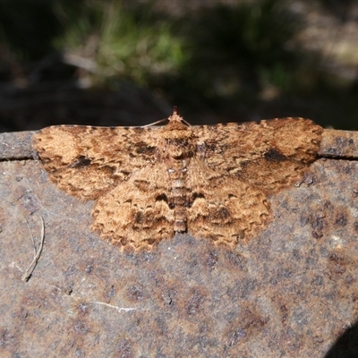Artigisa melanephele (Black-clouded Snout) at Charleys Forest, NSW - 19 Oct 2024 by arjay