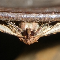 Ectropis bispinaria at Charleys Forest, NSW - suppressed