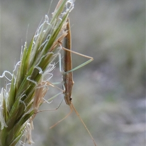 Mutusca brevicornis at Charleys Forest, NSW - 17 Oct 2024