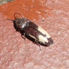 Elateridae (family) (Unidentified click beetle) at Charleys Forest, NSW - 15 Oct 2024 by arjay