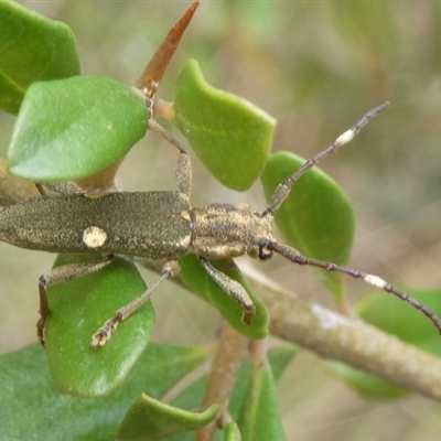 Unidentified Beetle (Coleoptera) at Charleys Forest, NSW - 14 Oct 2024 by arjay