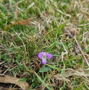 Viola betonicifolia subsp. betonicifolia at Bungendore, NSW - 2 Nov 2024