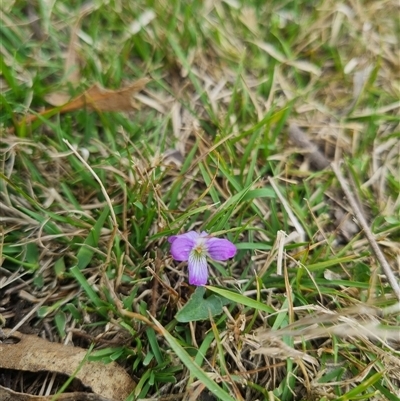 Viola betonicifolia subsp. betonicifolia (Arrow-Leaved Violet) at Bungendore, NSW - 2 Nov 2024 by clarehoneydove