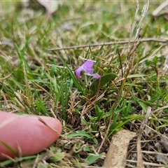 Viola betonicifolia subsp. betonicifolia at Bungendore, NSW - 2 Nov 2024