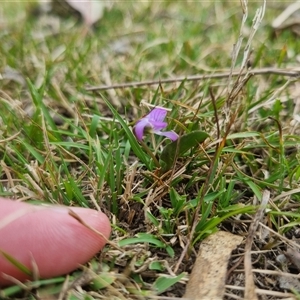 Viola betonicifolia subsp. betonicifolia at Bungendore, NSW - 2 Nov 2024