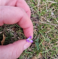 Viola betonicifolia subsp. betonicifolia at Bungendore, NSW - 2 Nov 2024