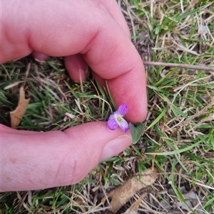 Viola betonicifolia subsp. betonicifolia at Bungendore, NSW - 2 Nov 2024