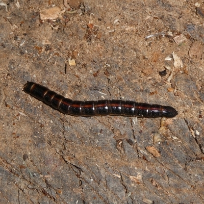 Unidentified Insect at Charleys Forest, NSW - 13 Oct 2024 by arjay