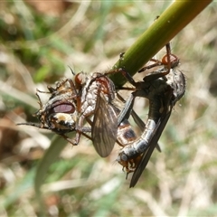 Unidentified Robber fly (Asilidae) at Charleys Forest, NSW - 12 Oct 2024 by arjay