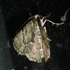 Aeolochroma metarhodata (Tea-tree Emerald (Geometrinae)) at Charleys Forest, NSW - 10 Oct 2024 by arjay