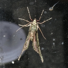 Aeolochroma metarhodata at Charleys Forest, NSW - 10 Oct 2024