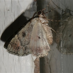 Aeolochroma metarhodata at Charleys Forest, NSW - 10 Oct 2024