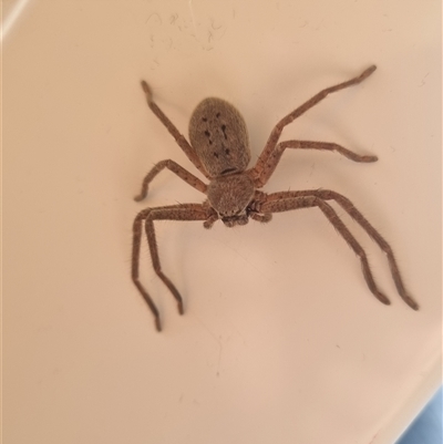 Isopeda canberrana (Canberra Huntsman Spider) at Bungendore, NSW - 2 Nov 2024 by clarehoneydove