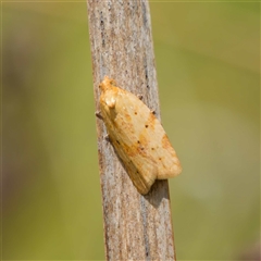 Merophyas divulsana (Lucerne Leafroller) at Bruce, ACT - 2 Nov 2024 by DPRees125