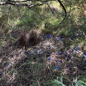 Ptilonorhynchus violaceus at Woolgarlo, NSW - suppressed