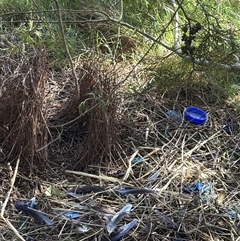 Ptilonorhynchus violaceus at Woolgarlo, NSW - suppressed