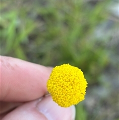 Craspedia sp. (Billy Buttons) at Woolgarlo, NSW - 2 Nov 2024 by SustainableSeg