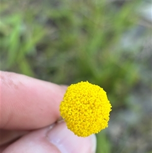 Craspedia sp. at Woolgarlo, NSW - 2 Nov 2024