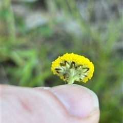 Craspedia sp. at Woolgarlo, NSW - 2 Nov 2024