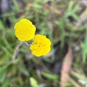 Craspedia sp. at Woolgarlo, NSW - 2 Nov 2024