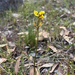 Diuris sulphurea at Woolgarlo, NSW - 2 Nov 2024