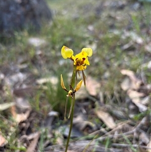 Diuris sulphurea at Woolgarlo, NSW - suppressed