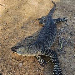 Varanus varius (Lace Monitor) at Burrinjuck, NSW - 2 Nov 2024 by Bidge