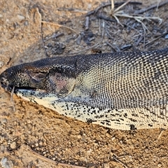 Varanus varius at Burrinjuck, NSW - suppressed