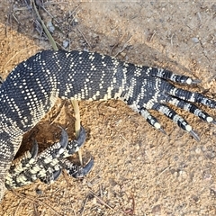 Varanus varius at Burrinjuck, NSW - suppressed