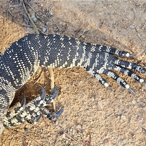 Varanus varius at Burrinjuck, NSW - suppressed