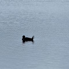 Biziura lobata (Musk Duck) at Coombs, ACT - 2 Nov 2024 by BethanyDunne