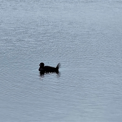 Biziura lobata (Musk Duck) at Coombs, ACT - 2 Nov 2024 by BethanyDunne