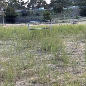 Hypericum perforatum at Yarralumla, ACT - 2 Nov 2024 07:25 PM