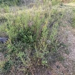 Hypericum perforatum at Yarralumla, ACT - 2 Nov 2024 07:25 PM