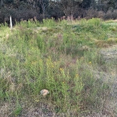 Hypericum perforatum at Yarralumla, ACT - 2 Nov 2024 07:25 PM