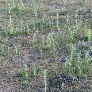 Carthamus lanatus at Yarralumla, ACT - 2 Nov 2024 07:18 PM