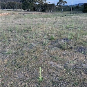 Carthamus lanatus at Yarralumla, ACT - 2 Nov 2024 07:18 PM