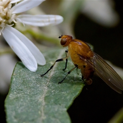 Unidentified True fly (Diptera) at Paddys River, ACT - 22 Oct 2024 by KorinneM